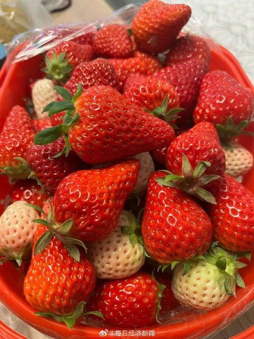 国产草莓在线,甜蜜滋味，绿色健康新选择
